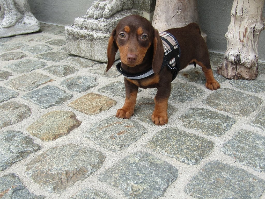 Teckel puppy's standaard 3 maanden, Dieren en Toebehoren, België, Standaard, 8 tot 15 weken, Korthaar