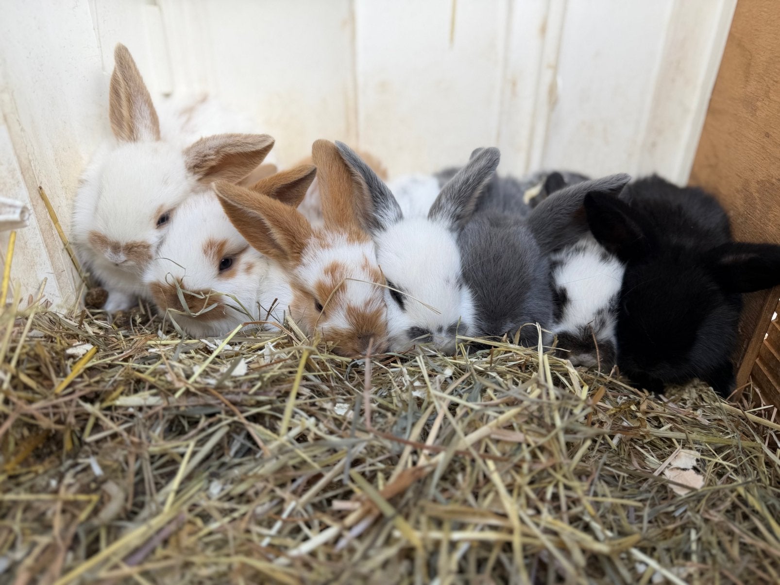 Nederlandse dwerghangoor konijntjes geboren op zorgboerderij, Dieren en Toebehoren