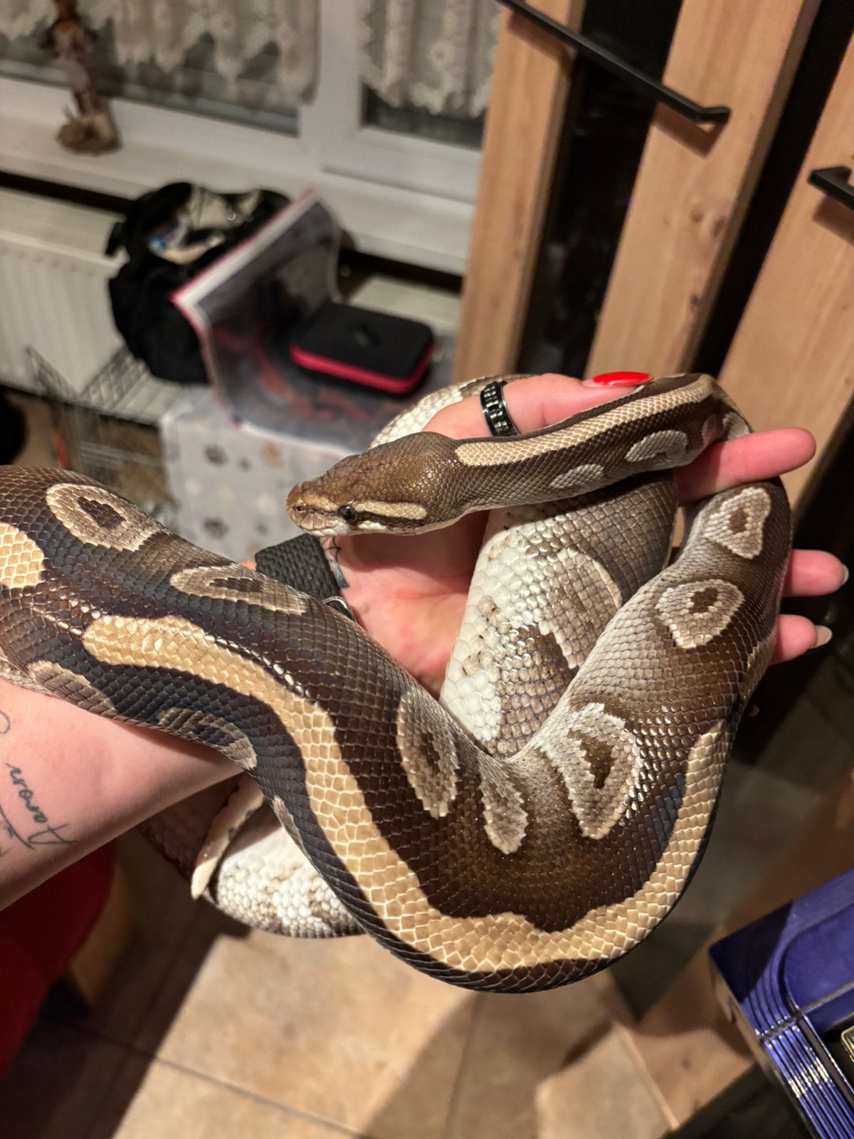 0.1 Python Mojave nk 2016, Dieren en Toebehoren, Slang, Tam, 7 tot 10 jaar