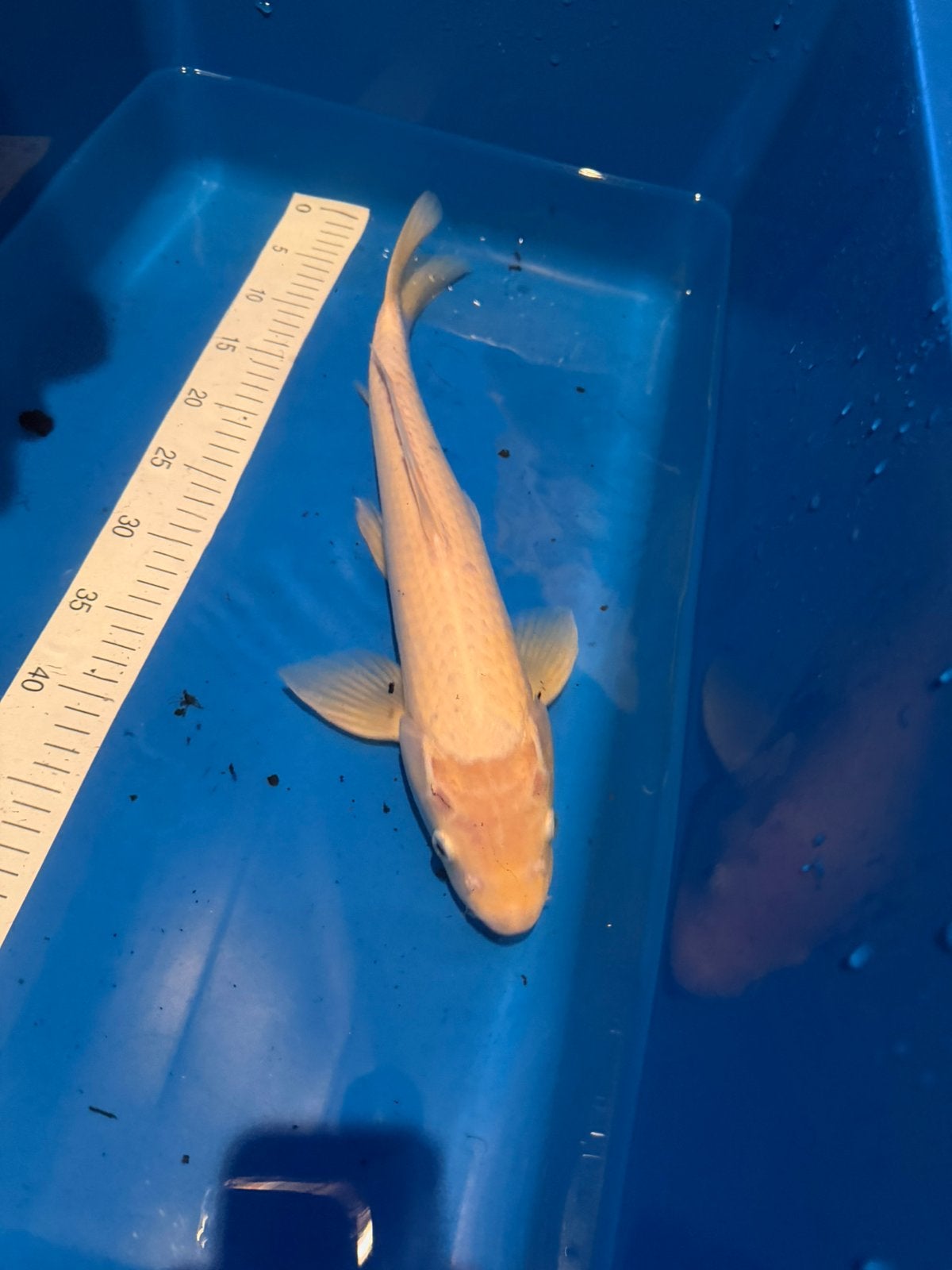 Koi - Shiro Muji - 45 cm, Carpe ou Koï