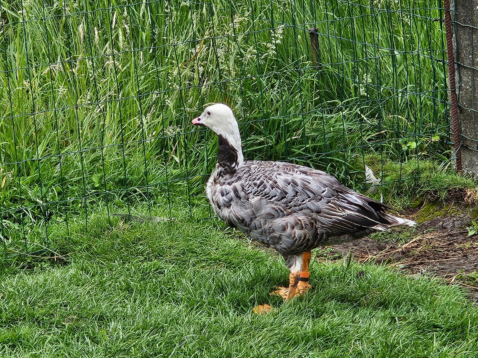 Kweekrijpe Keizergans man, Dieren en Toebehoren, Pluimvee, Mannelijk, Gans of Zwaan