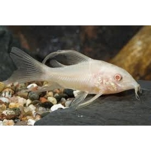 coridora's albino en albino sluierstaart, Dieren en Toebehoren, Vis, Zoetwatervis, Schoolvis