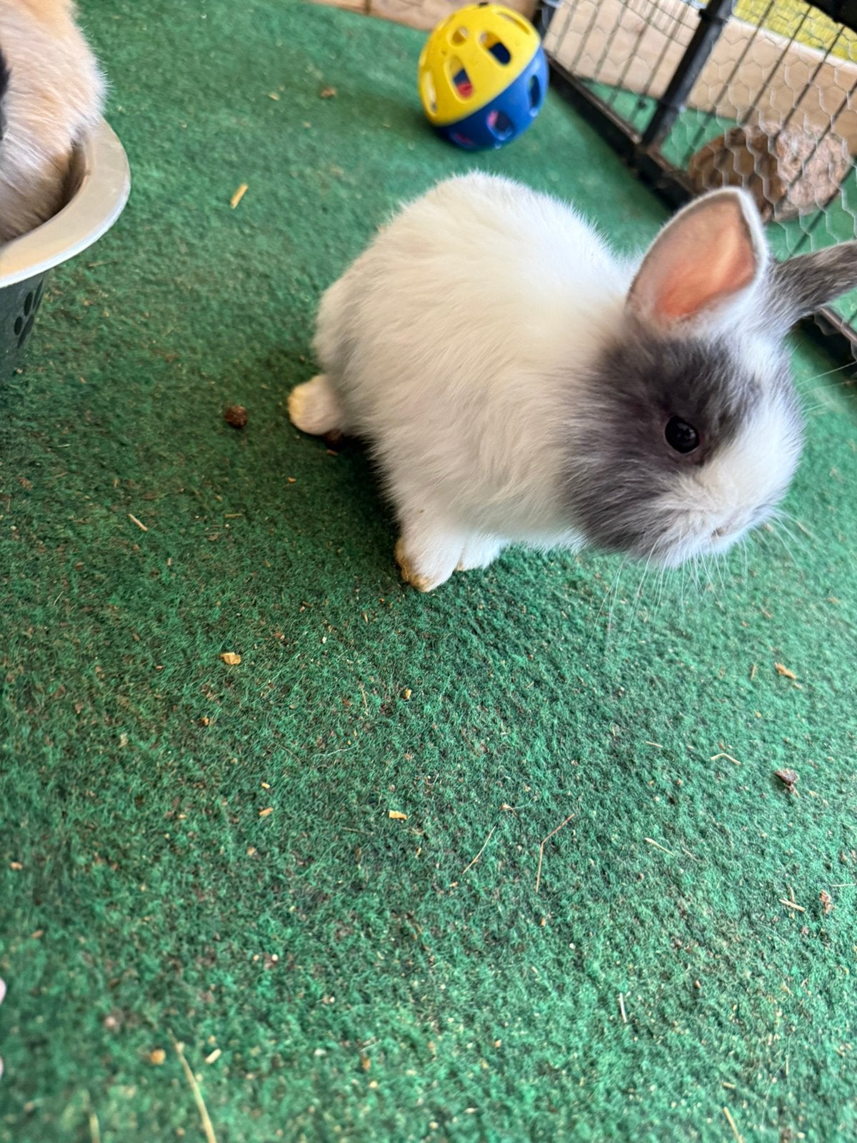 Dwergkonijntjes, Dieren en Toebehoren, Meerdere dieren, Middelgroot, 0 tot 2 jaar