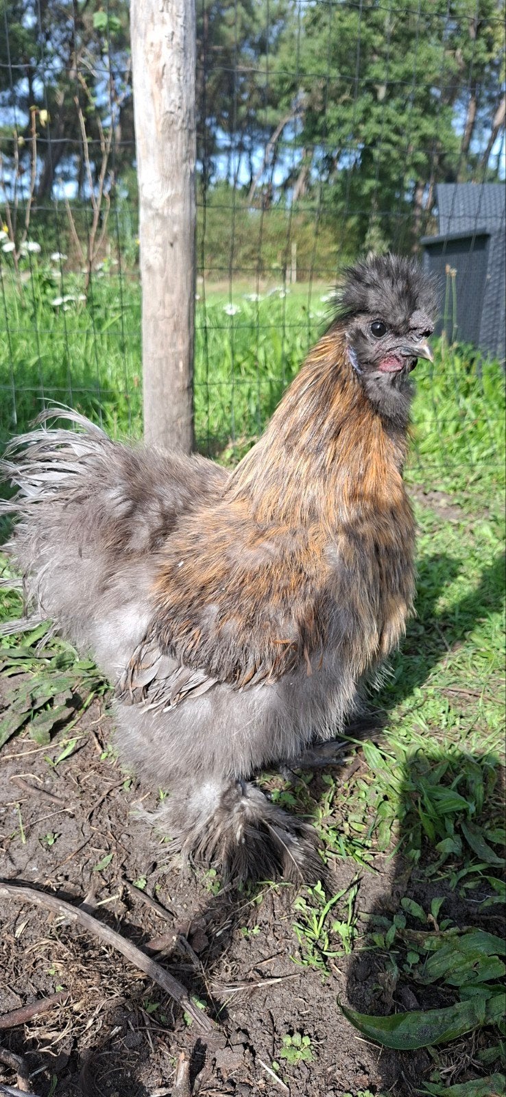 Prachtige raszuivere zijdehoen haan, Dieren en Toebehoren, Mannelijk, Kip
