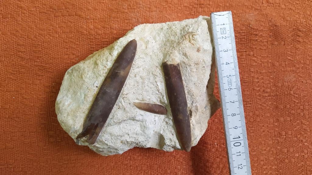 Belemnites sur leur bloc de craie, Enlèvement ou Envoi, Fossile