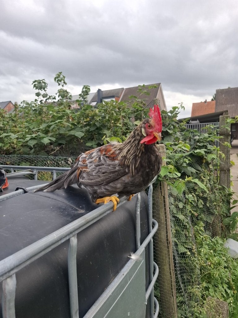 Leghorn