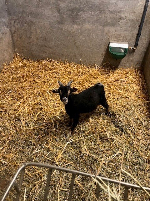 Black and tan geitenbok, Animaux & Accessoires, Moutons, Chèvres & Cochons, Mâle, Chèvre, 0 à 2 ans