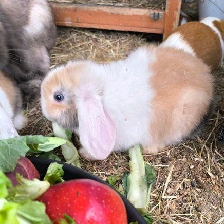 Nederlandse dwerghangoor konijnen minilopjes, Dieren en Toebehoren, Konijnen