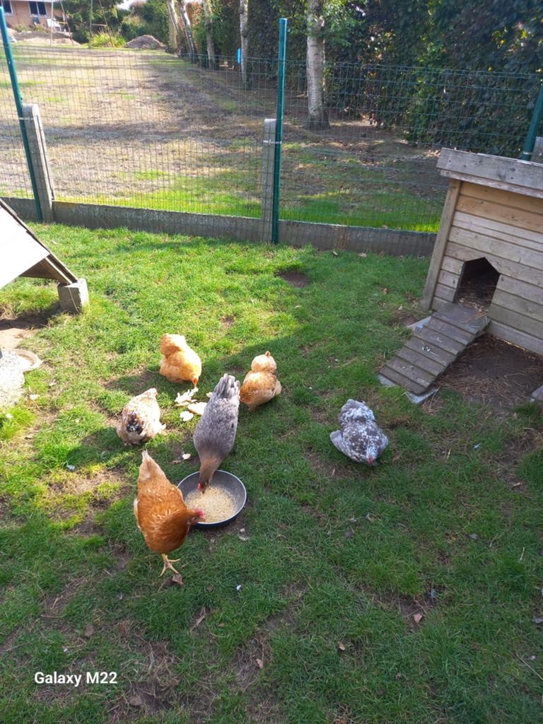 Kippen, Dieren en Toebehoren, Pluimvee
