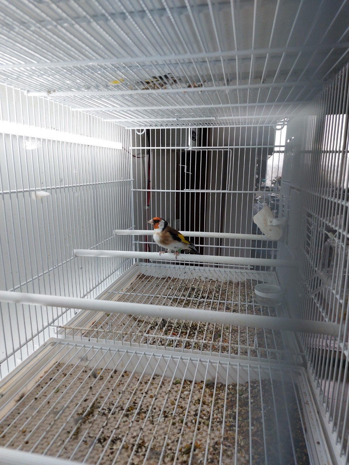 Putters te koop., Meerdere dieren, Wildzangvogel, Tam