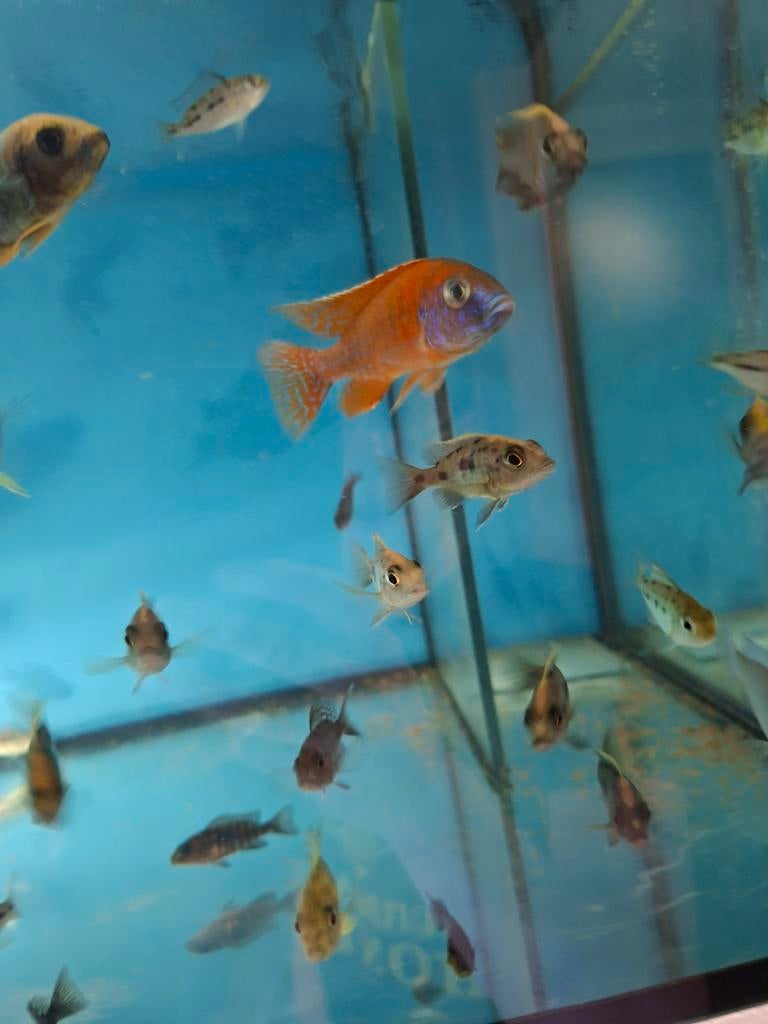 Cichlides malawi plusieurs cichlides malawi haplos/aulonocar, Animaux & Accessoires, Poissons | Poissons d'aquarium