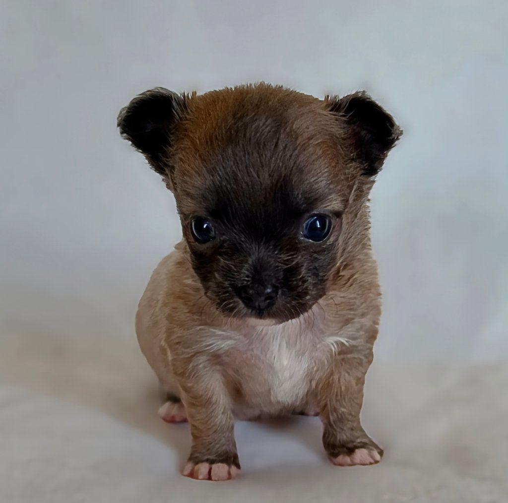 Chihuahua pup (reutje), Dieren en Toebehoren, Parvo, België, Particulier, Reu