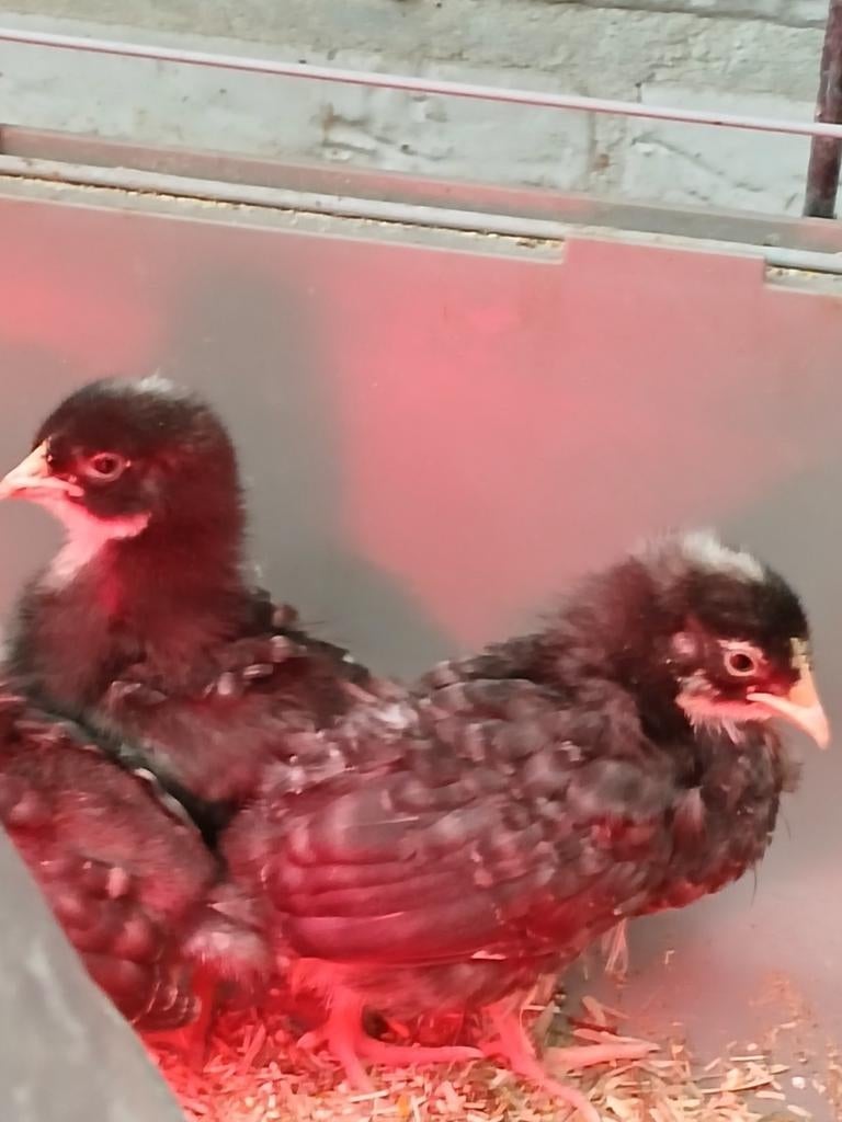 Trio aarschotshoen kriel beschikbaar, jonge, Dieren en Toebehoren, Pluimvee