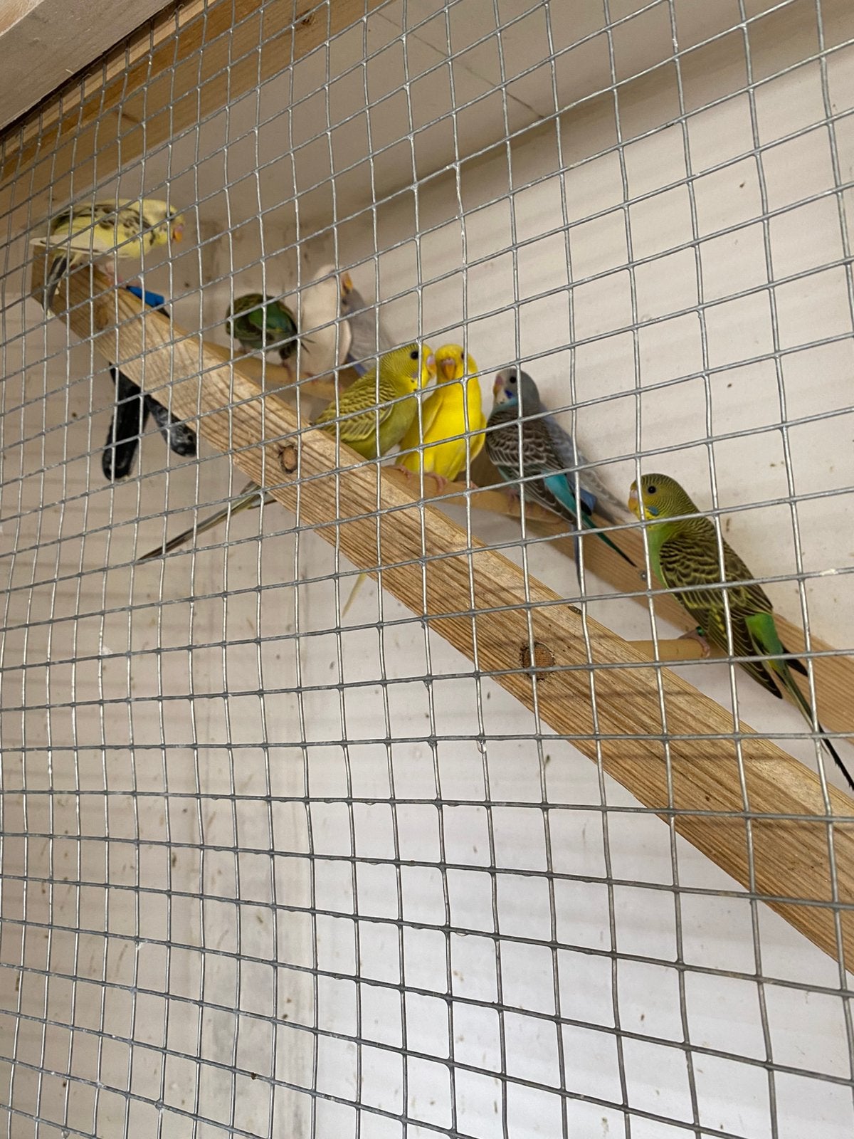 Jeunes perruches, Plusieurs animaux, Perruche, Bagué