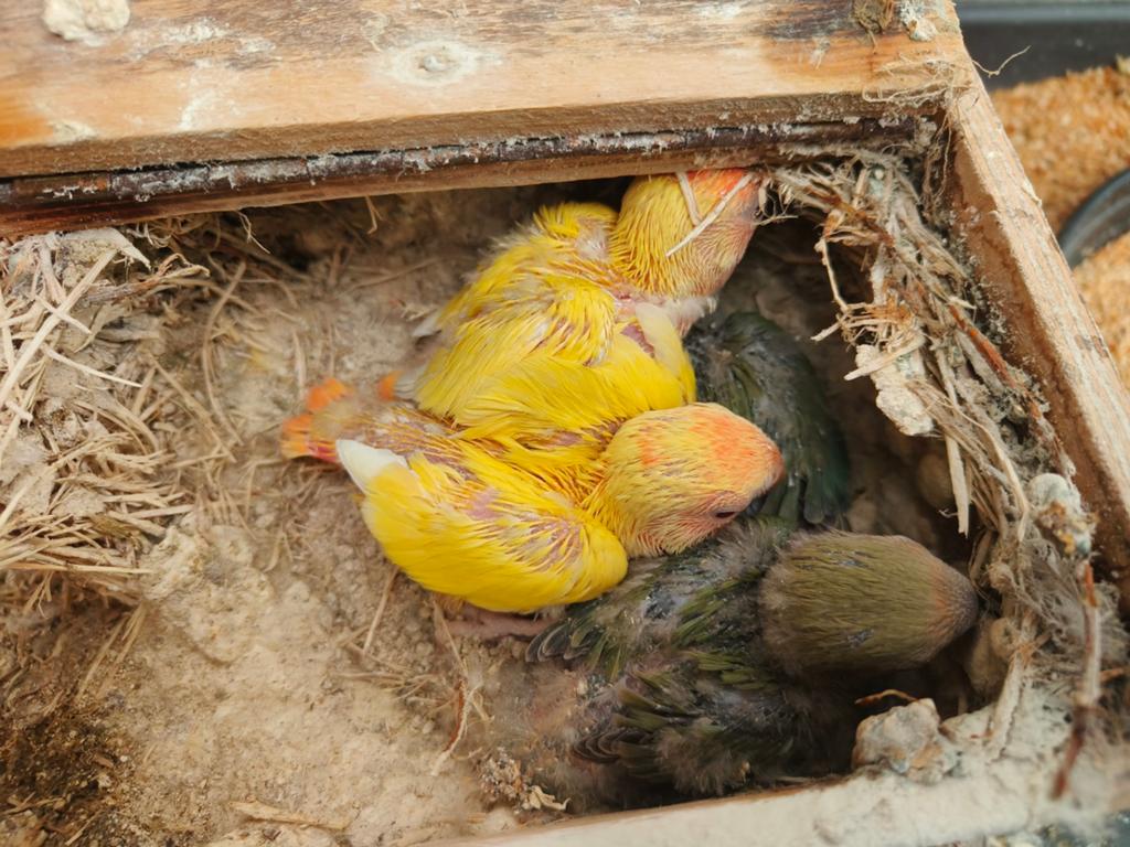 Roseicolli agapornis, Dieren en Toebehoren, Vogels | Parkieten en Papegaaien, Geringd