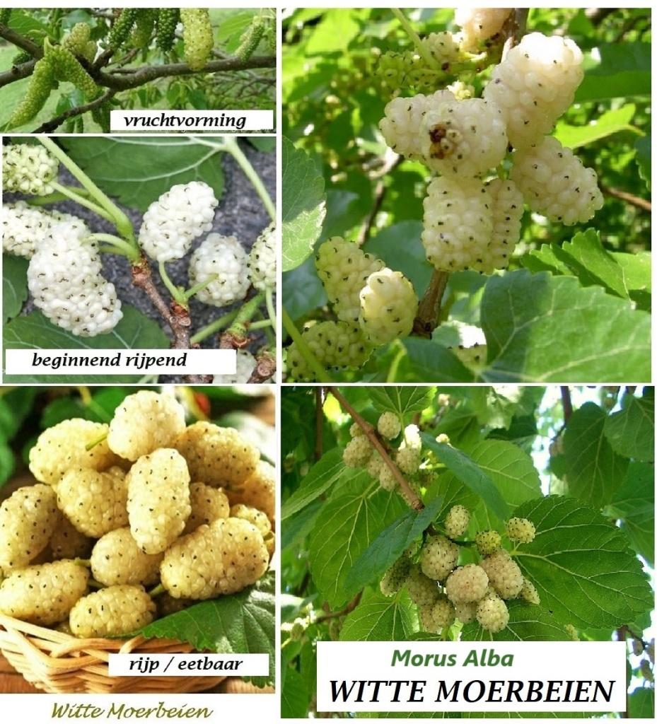 Witte Moerbei-planten (Morus alba) 50/70 cm, in pot, 10€/st., Tuin en Terras, Planten | Tuinplanten, Volle zon, Vaste plant, Ophalen of Verzenden