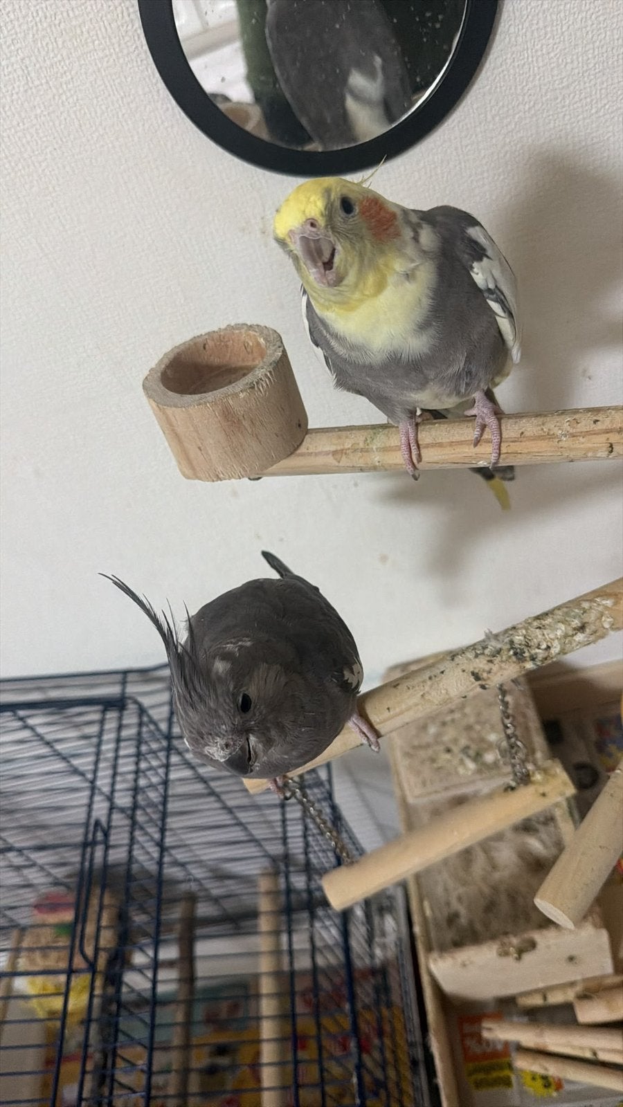 2 parkieten vrouwtje mannetje met kooi en alle toebehoren, Dieren en Toebehoren