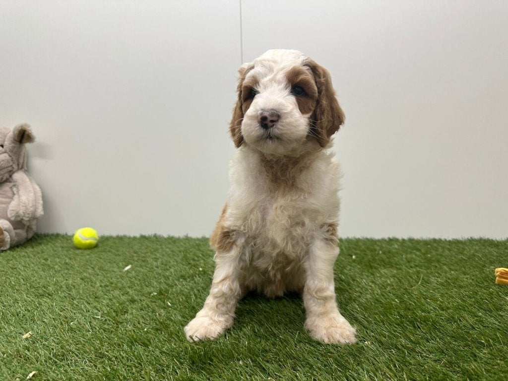 Nestje Koningspoedel pups