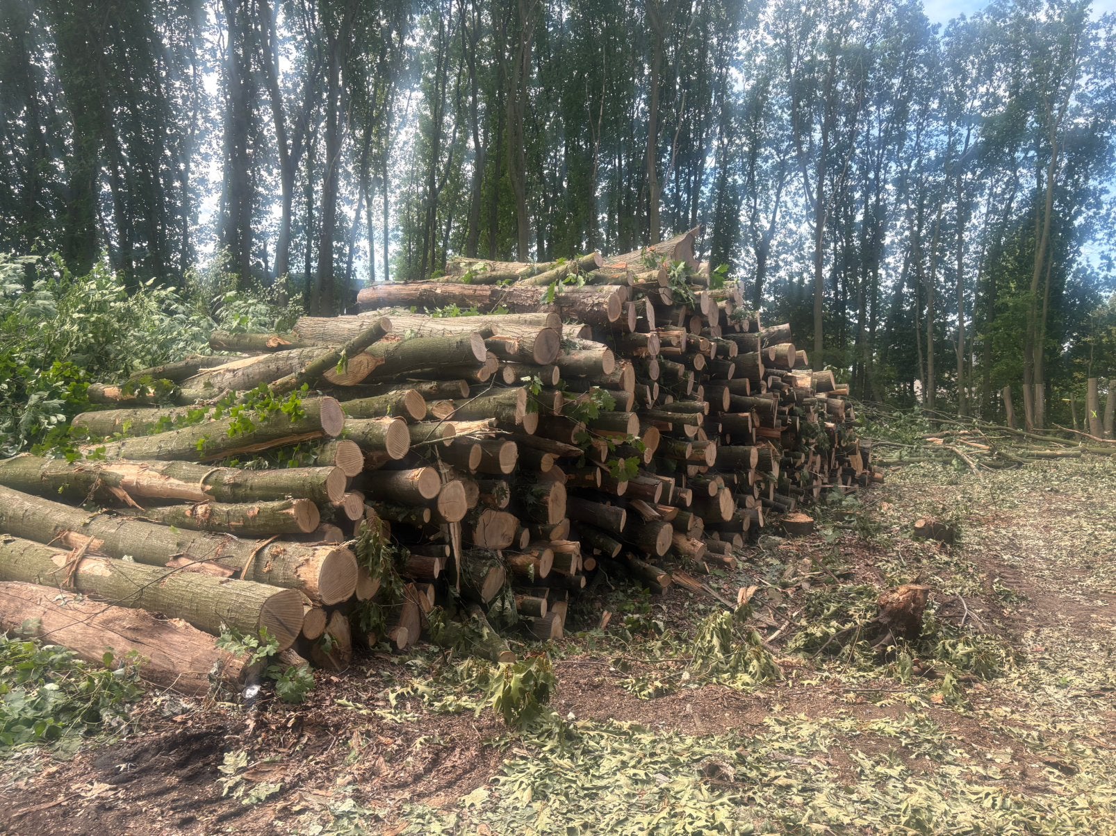 Eiken brandhout 3 meter, Tuin en Terras, Ophalen