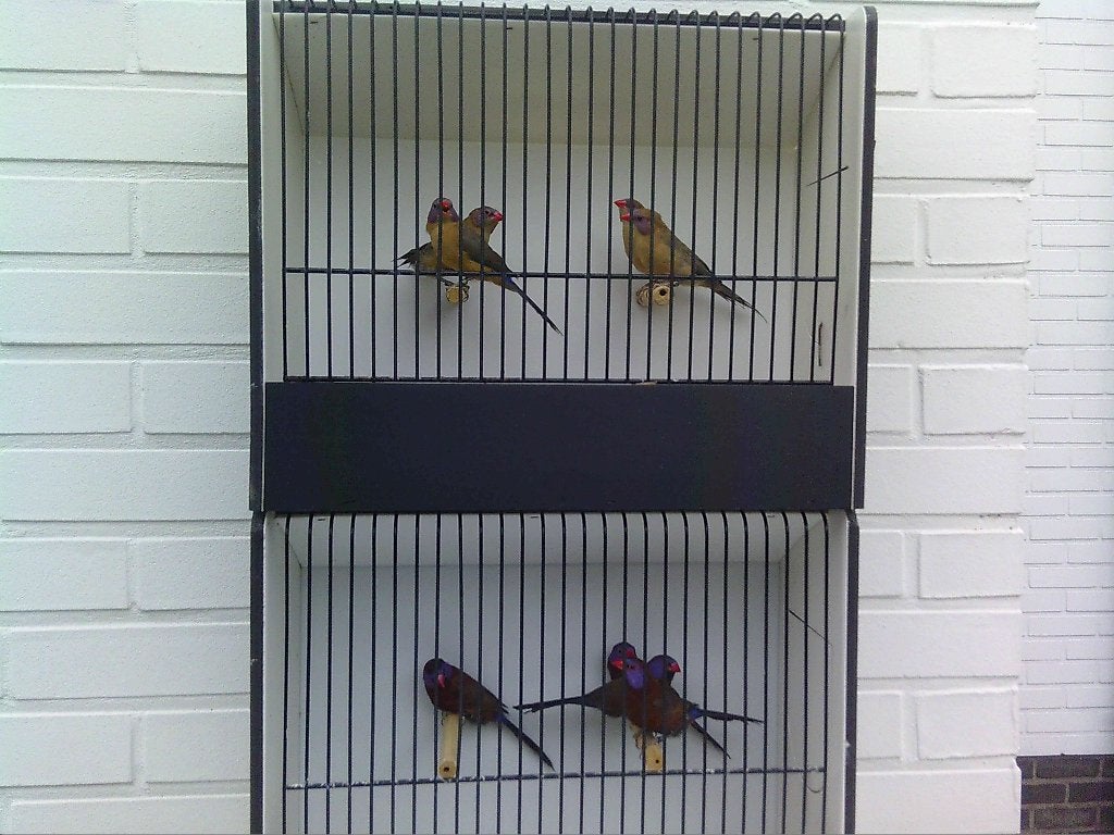 Granaatastrilden 2026, Dieren en Toebehoren, Tropenvogel, Geringd