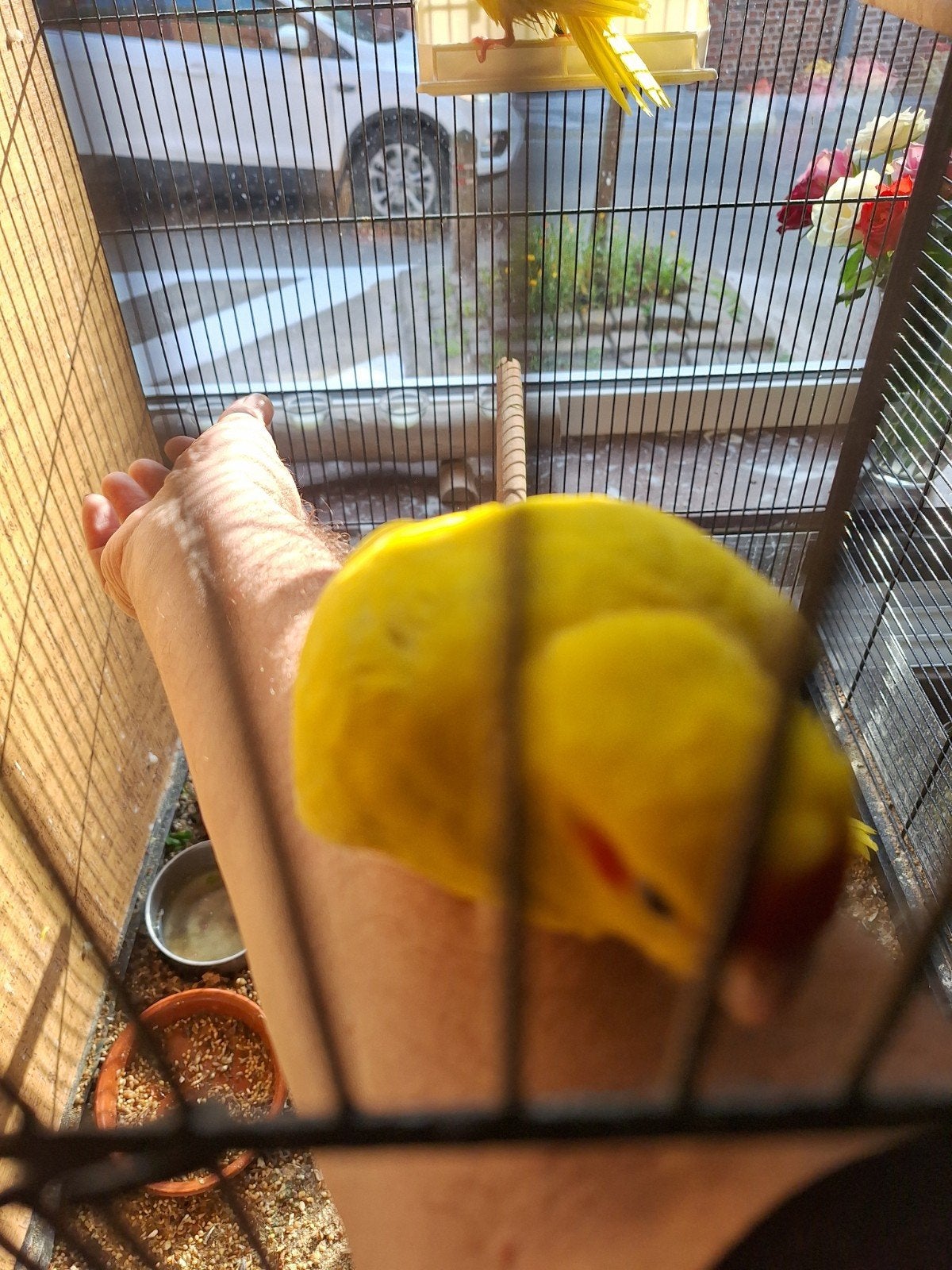 handtamme kakariki´s, Meerdere dieren, Parkiet, Tam