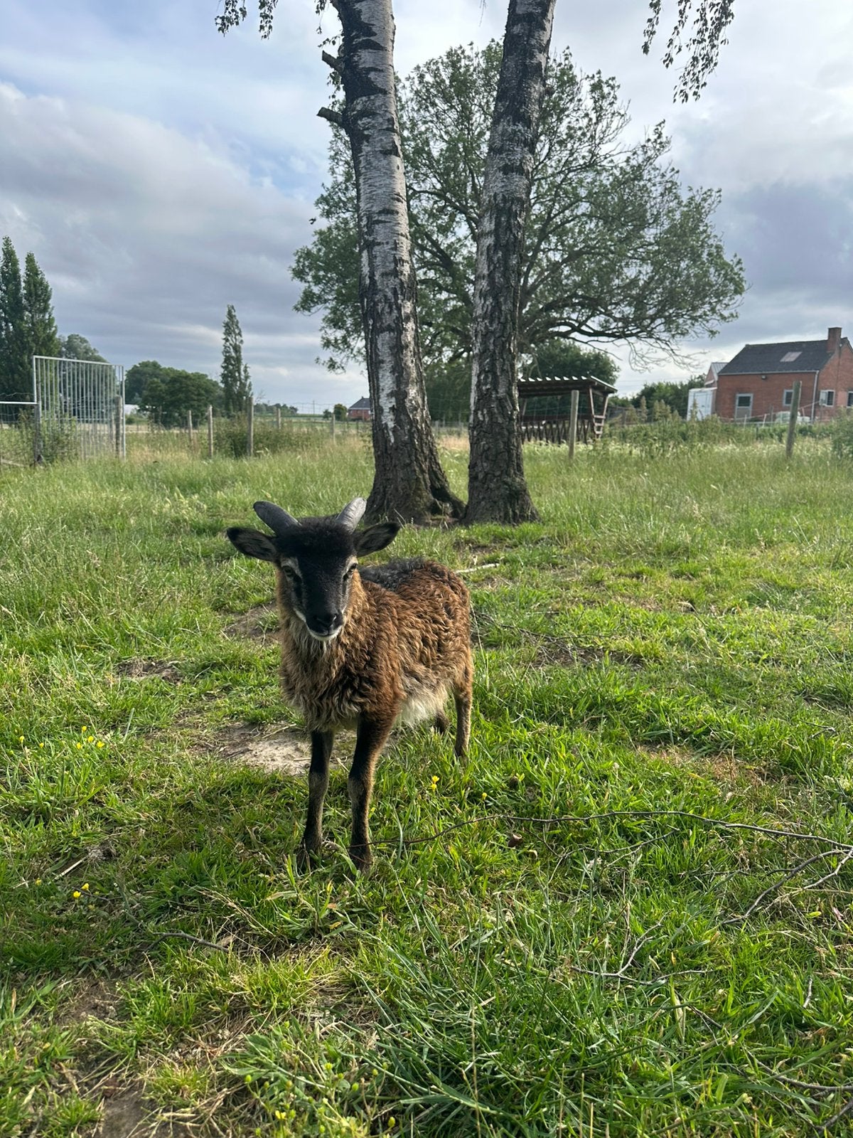 Zelfruiende soay-schaapjes (ram), Dieren en Toebehoren, Mannelijk, Schaap, 0 tot 2 jaar