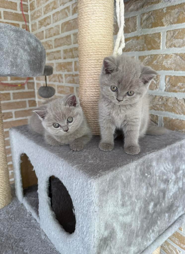 Britse korthaar kitten, Dieren en Toebehoren, Katten en Kittens | Raskatten | Korthaar, Poes, Gechipt
