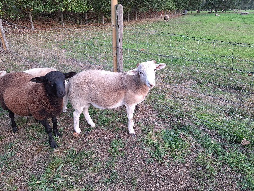 2 ramlammeren te koop, Animaux & Accessoires, Mâle, Mouton, 0 à 2 ans