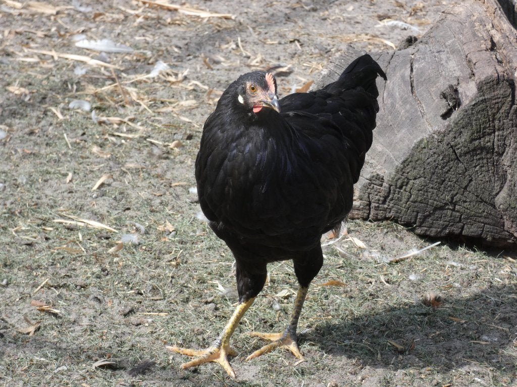 jonge hennen leghorn zwart, Dieren en Toebehoren, Pluimvee, Vrouwelijk, Kip