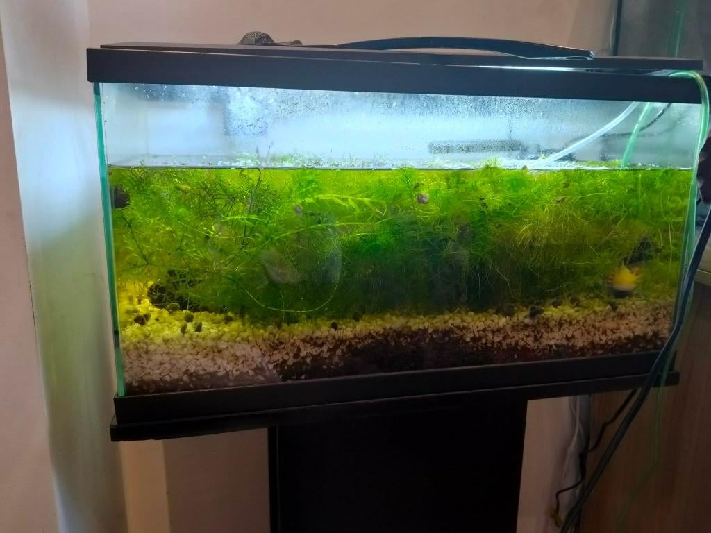 Aquarium met onderstel, Dieren en Toebehoren, Ophalen, Zo goed als nieuw, Leeg aquarium