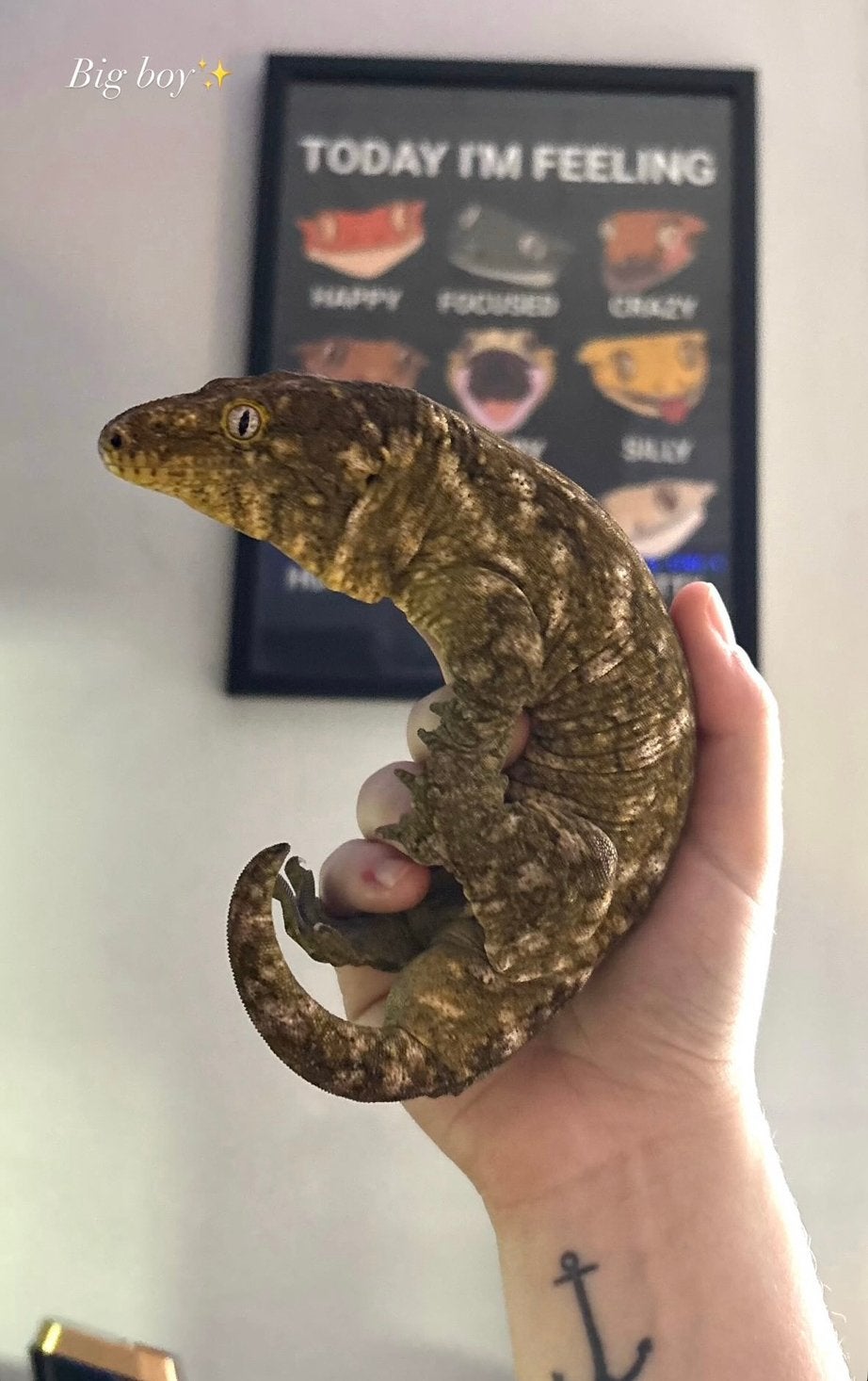 Leachianus Gecko (gecko géant) + terrarium, Animaux & Accessoires, Reptiles & Amphibiens