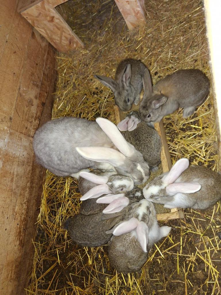 Duitse vlaamse reus, Meerdere dieren, Groot