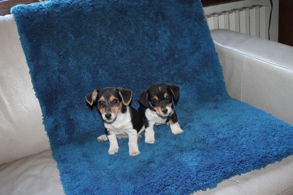 jack russell, Chien (mâle), Hépatite contagieuse (maladie de Rubarth), Belgique, 8 à 15 semaines