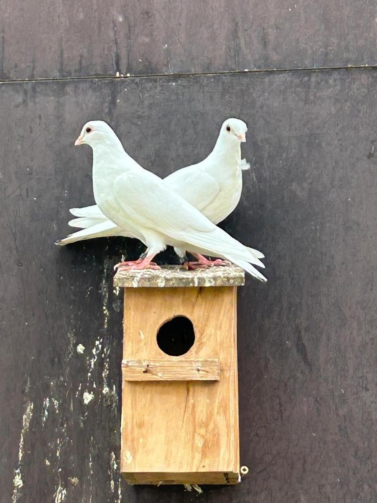 Hoogvliegers, Dieren en Toebehoren, Vogels | Duiven