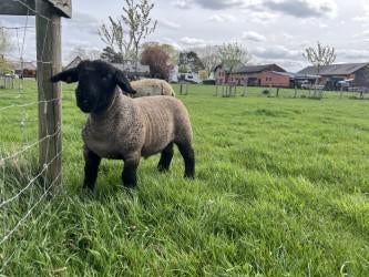 suffolk lammeren, Dieren en Toebehoren, Schapen, Geiten en Varkens, Mannelijk, Schaap, 0 tot 2 jaar