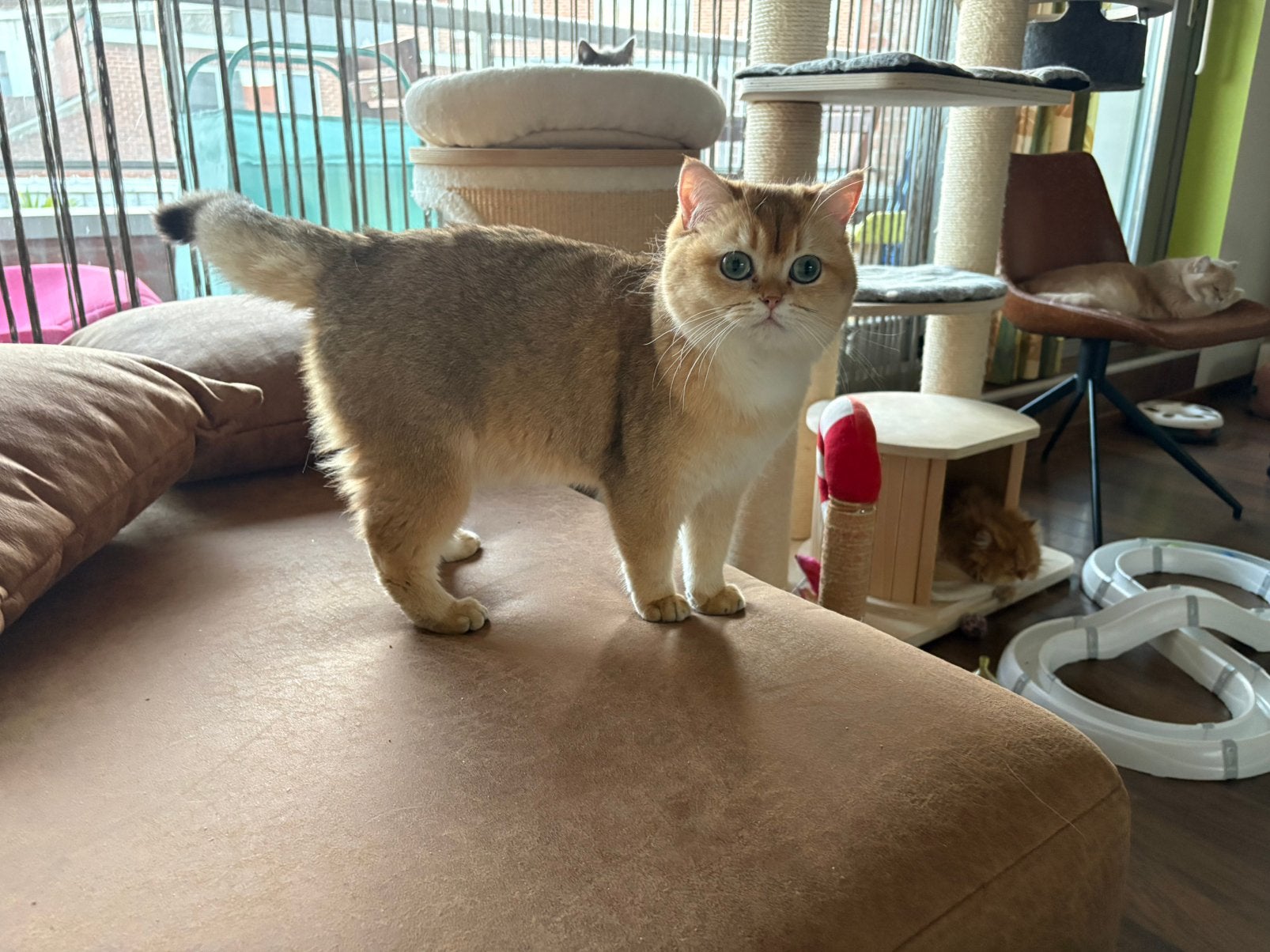 Brits korthaar Golden, Poes, Met stamboom, 0 tot 2 jaar