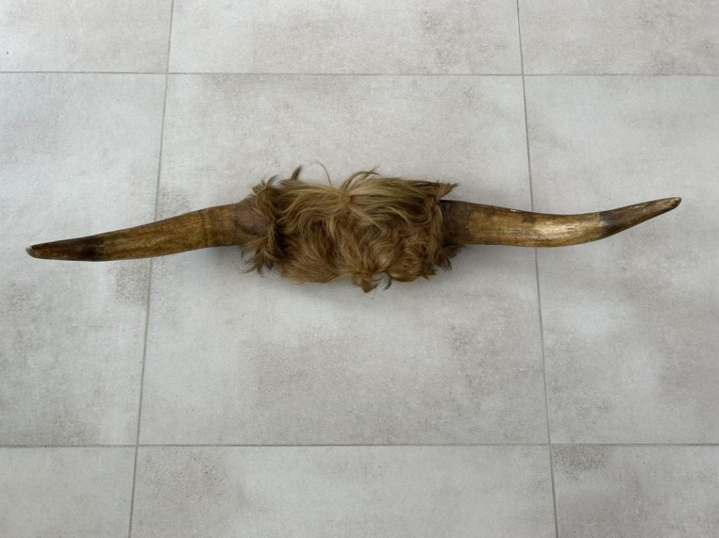 Koe of stierenkop met hoorns en stuk kop met vacht, Enlèvement ou Envoi, Utilisé, Animal de ferme, Bois ou Tête