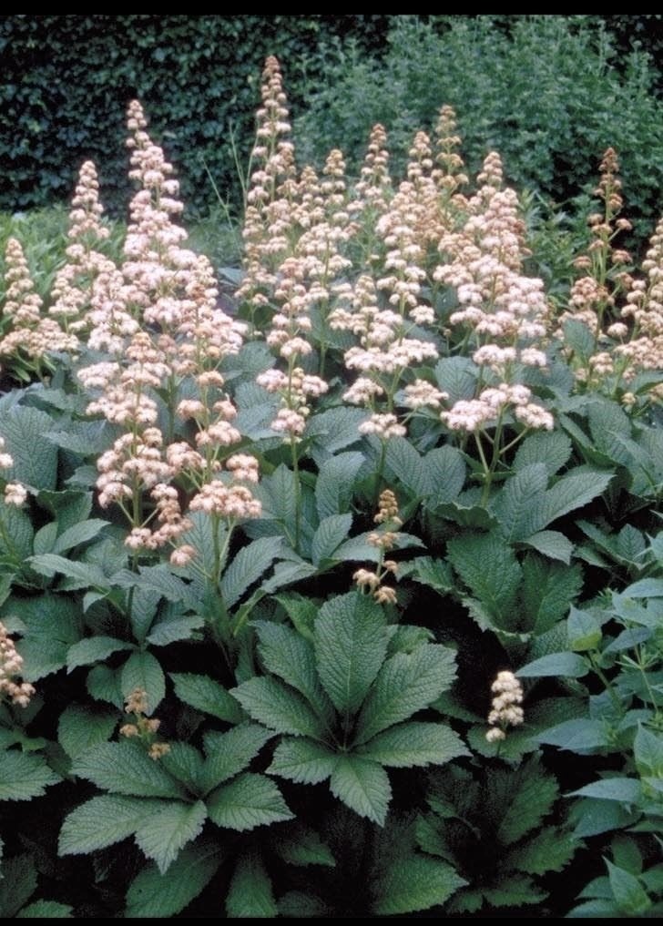 Rodgersia en Salvia, Tuin en Terras, Ophalen, Vaste plant