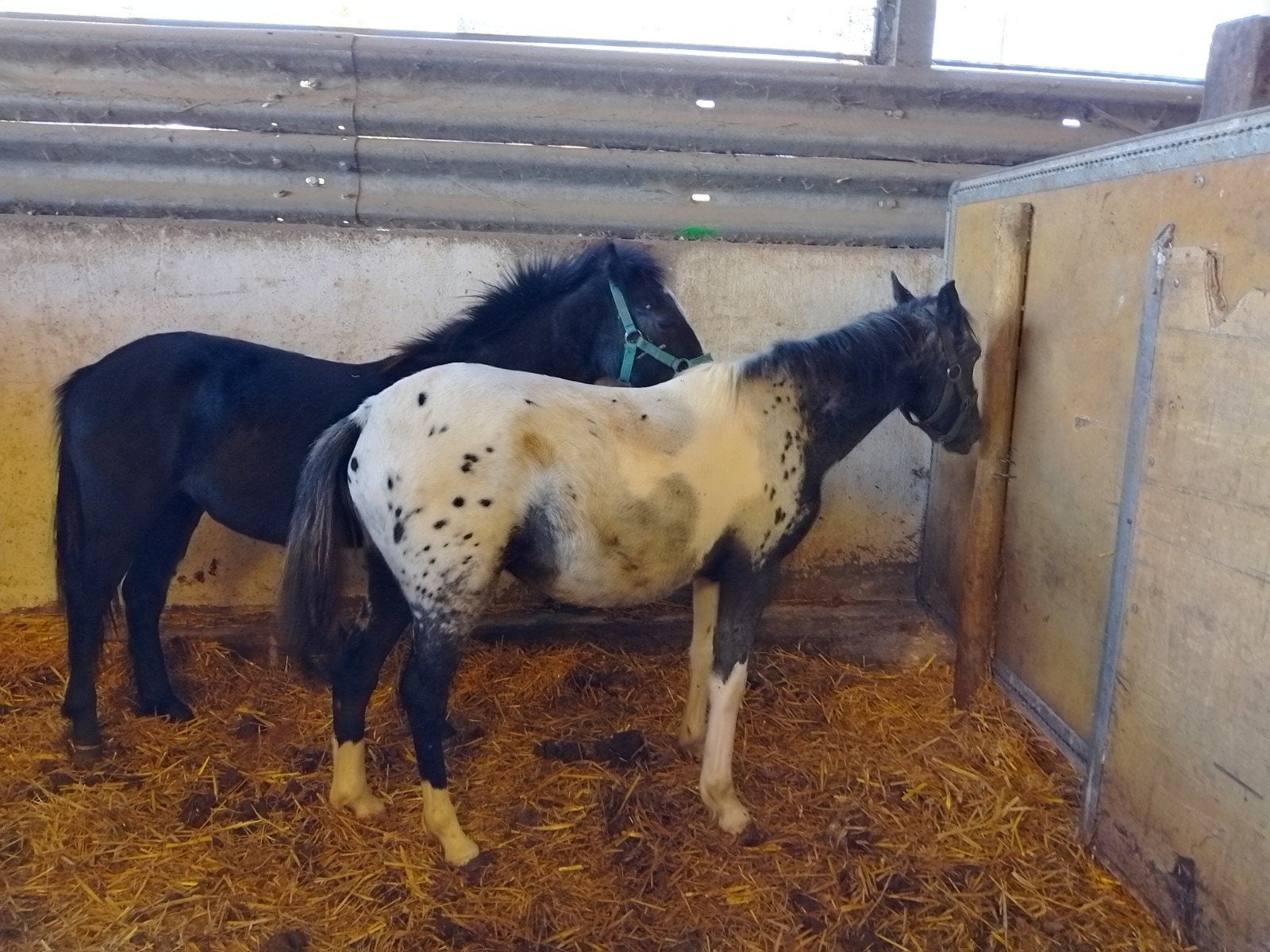 C pony's merries, Dieren en Toebehoren
