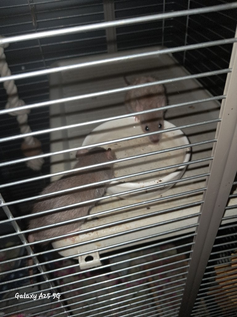 Dwergratten, Dieren en Toebehoren, Knaagdieren, Rat, Maart, Mannelijk, Tam