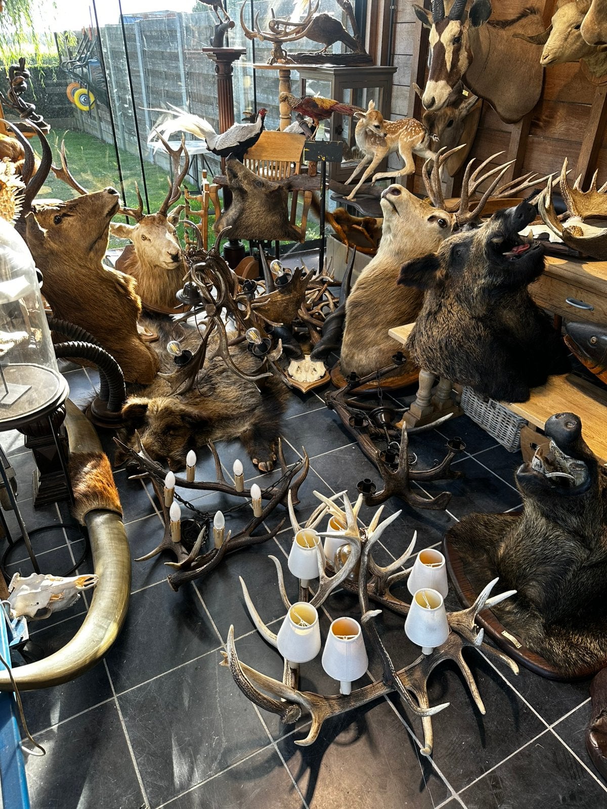 Te koop dieren opgezette, Ophalen