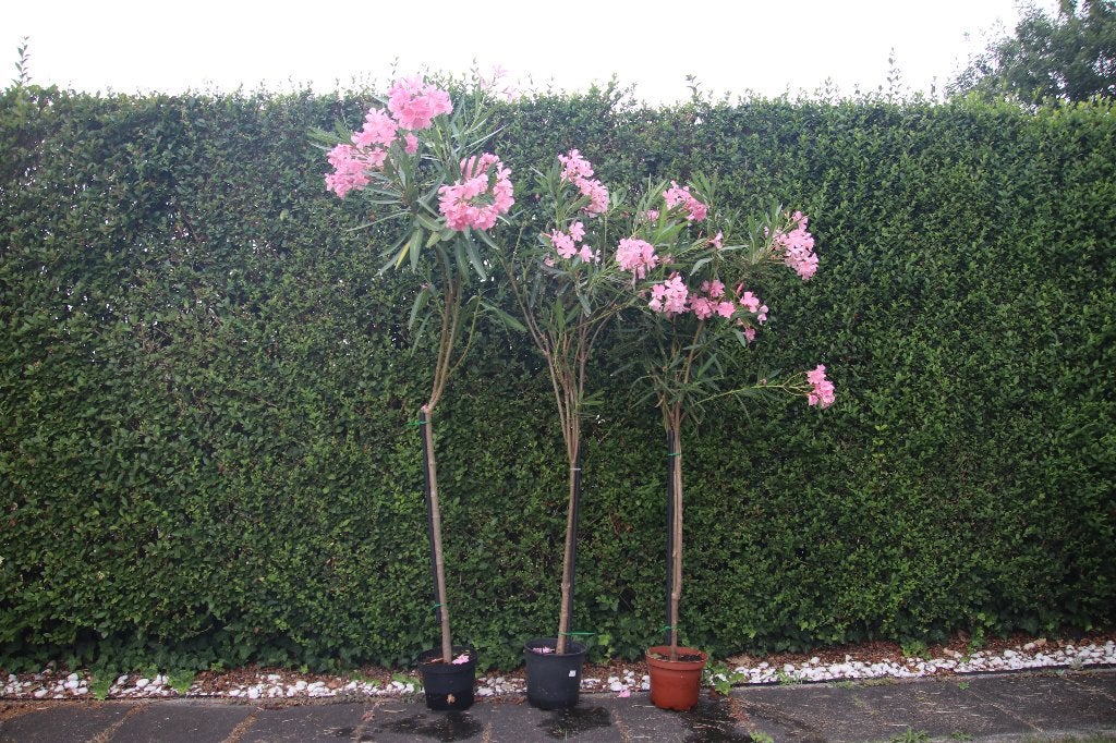 ROZE OLEANDER OP STAM, Volle zon, Vaste plant, Zomer, Ophalen