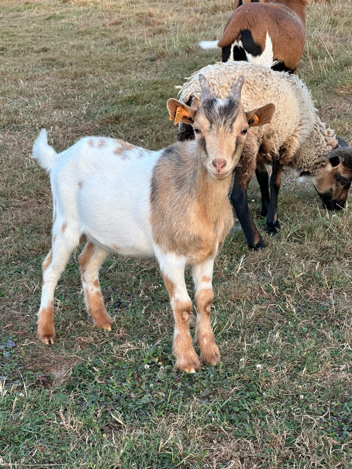 3 dwerggeitjes, Plusieurs animaux, Chèvre, 0 à 2 ans