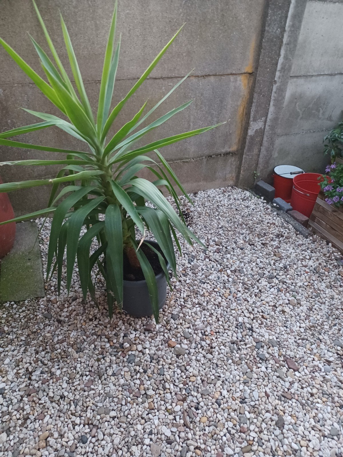 yucca, Tuin en Terras, Ophalen