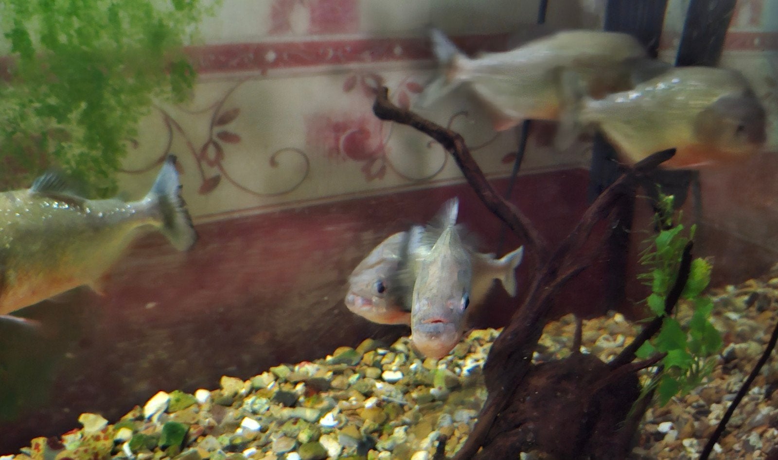 5 piranha's, Poisson, Poisson d'eau douce
