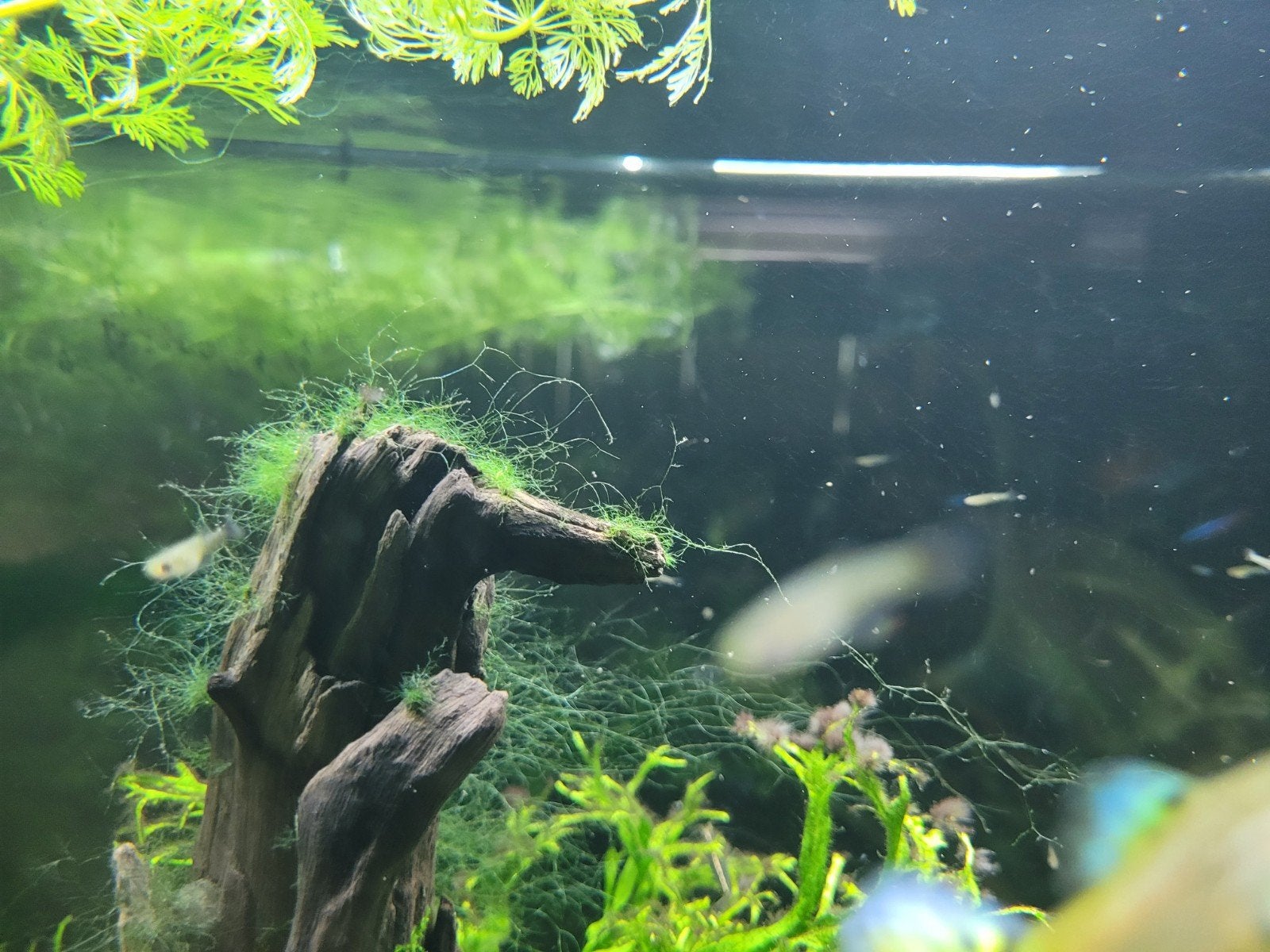 Mini guppy's en platys