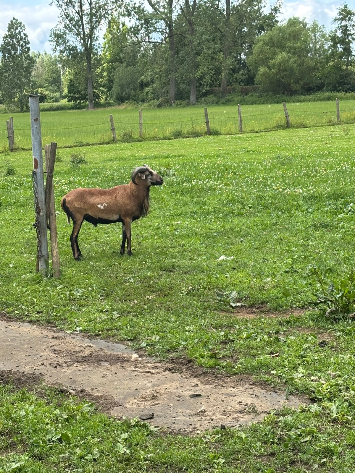 Kameroen rammetjes, Dieren en Toebehoren, Schapen, Geiten en Varkens