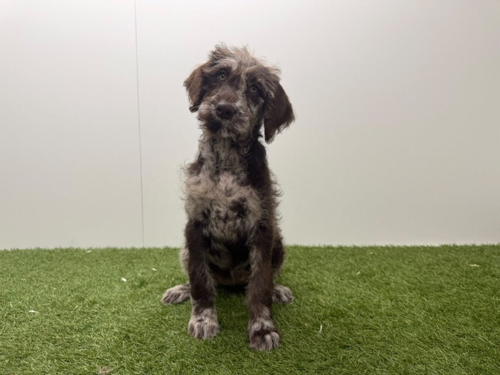 Chiots Labradoodle, Maladie de Carré (chiens), Plusieurs, Belgique, Plusieurs animaux