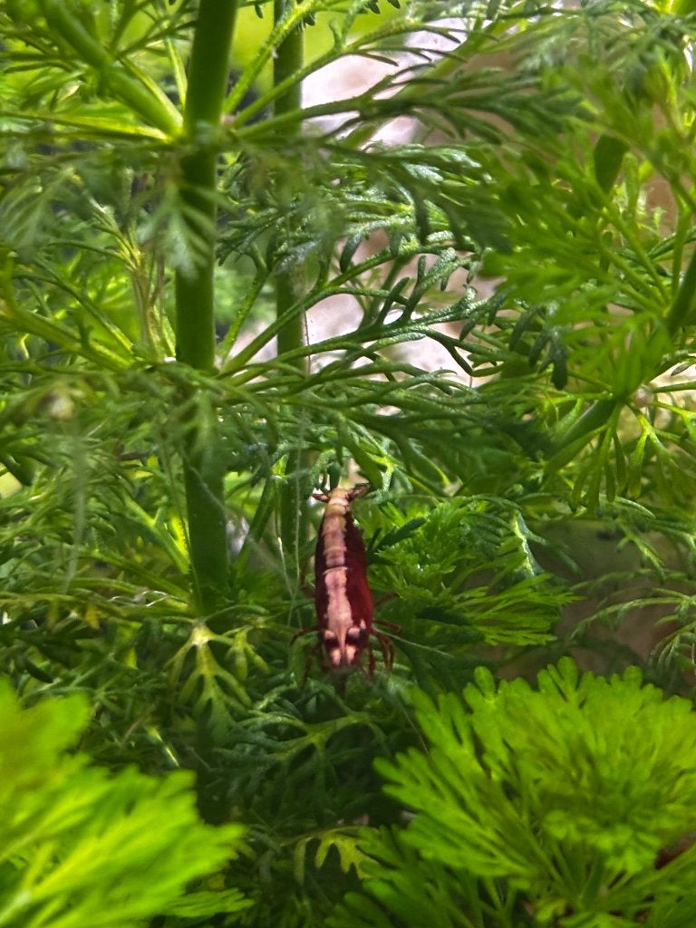 Crevettes d'aquarium, Animaux & Accessoires, Poissons | Poissons d'aquarium, Homard, Crabe ou Crevette, Poisson d'eau douce, Banc de poissons