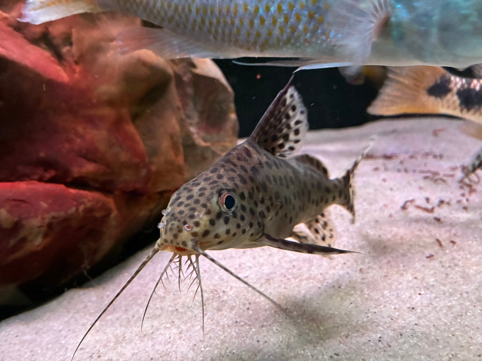 Synodonte multiponctuée, Poisson, Poisson d'eau douce, Banc de poissons